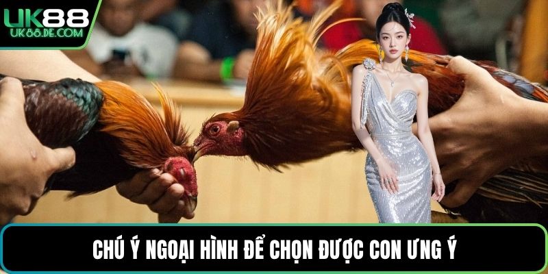Chú ý ngoại hình để chọn được con ưng ý