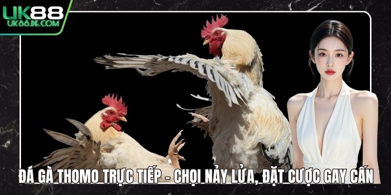 Đá Gà Thomo Trực Tiếp