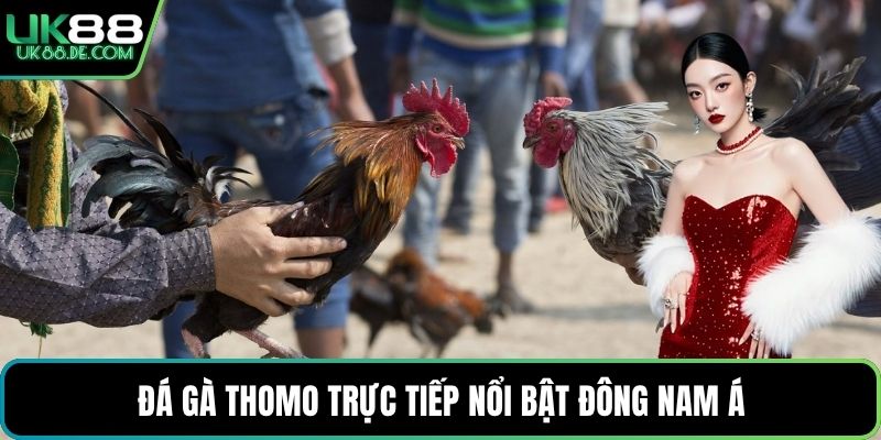 Đá gà thomo trực tiếp nổi bật Đông Nam Á