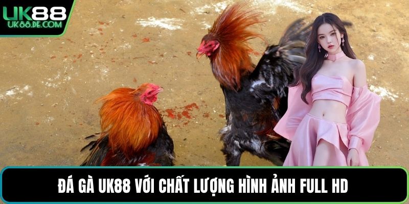 Đá gà UK88 với chất lượng hình ảnh full HD 