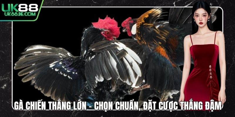 Gà Chiến Thắng Lớn