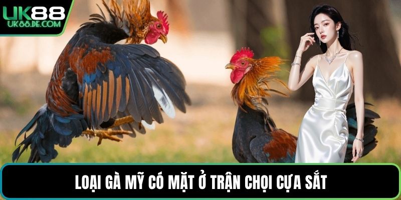 Loại gà Mỹ có mặt ở trận chọi cựa sắt