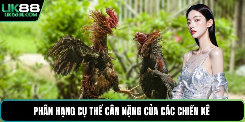 Phân hạng cụ thể cân nặng của các chiến kê 