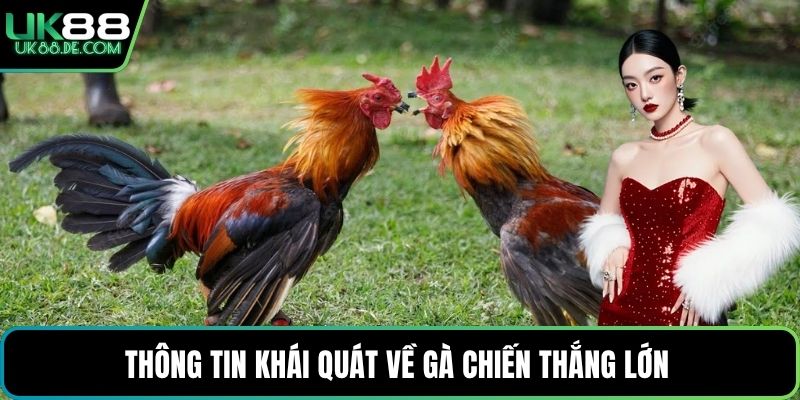 Thông tin khái quát về gà chiến thắng lớn 
