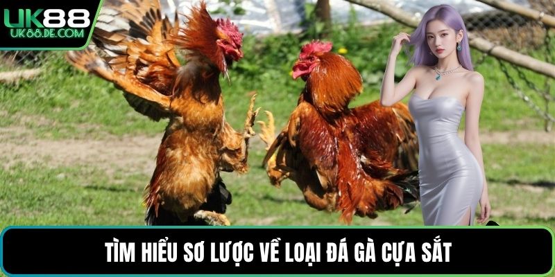 Tìm hiểu sơ lược về loại đá gà cựa sắt